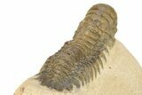 Detailed Crotalocephalina Trilobite - Atchana, Morocco #265261-5